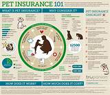 Is Animal Insurance Worth It Pictures