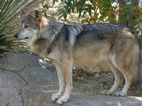 Mexican Wolf Canis Lupus Baileyi Pics4learning