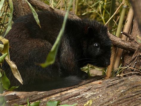It is only found in luzon, the philippines. The Southern Luzon Giant Cloud Rat is a rodent indigenous ...