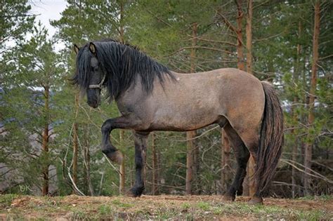 Vyatka Horse Info Origin History Pictures