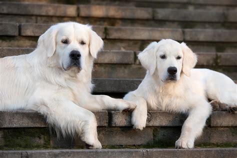 The english cream golden retriever is a rare color variation of the golden retriever. What is an English Golden Retriever - Goldwynns English ...