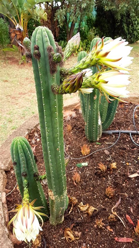 San Pedro Cactus Trichocereus Pachanoi Echinopsis Pachanoi Plants