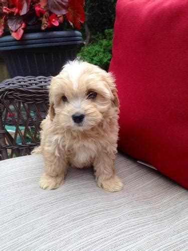 Why buy a puppy for sale if you can adopt and save a life? Adorable 9 wk Cavachon Puppies! Cavalier King Bichon Non ...
