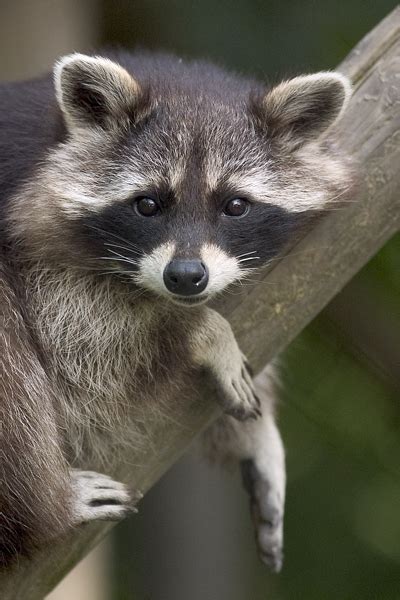 Fileprocyon Lotor Raccoon Wikimedia Commons