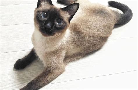 Siamese Cat Paws Best Cat Wallpaper
