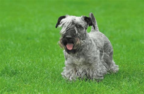 Cesky Terrier Info Pictures Facts And Traits Dogster