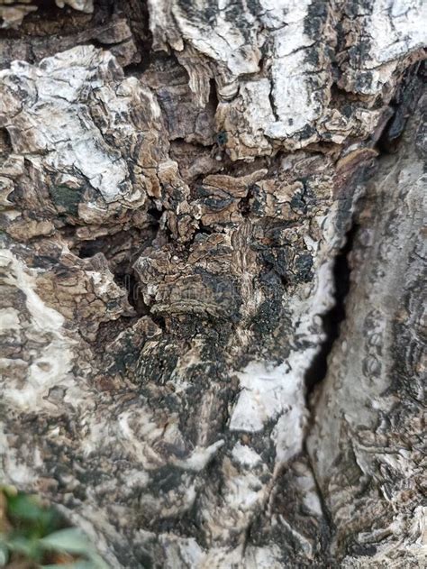 Texture Of Old Tree Bark Stock Image Image Of Nature 263494051