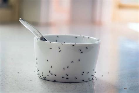 And it works no matter what type of ants you have. How to Kill Ants with Borax Easy DIY Guide - Bug Lord