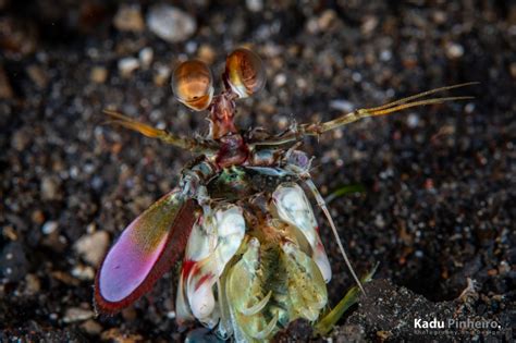 Camarão Mantis o soco mais forte da natureza foi desvendado