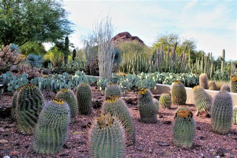 Desert Botanical Garden Phoenix Arizona United States Stock Image