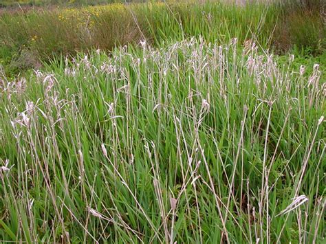 Poaceae Holcus Lanatus Common Velvet Grass Non Native Flickr