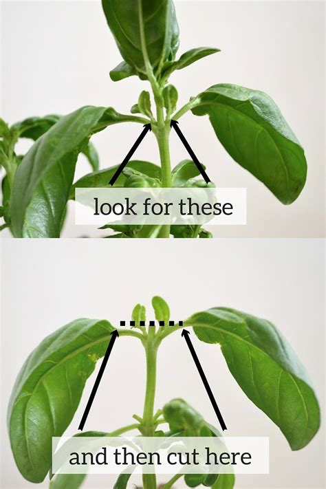 How To Prune Basil The Humming Homebody