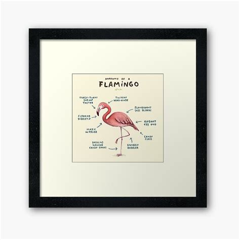 Anatomy Of A Flamingo Framed Art Print For Sale By Sophiecorrigan