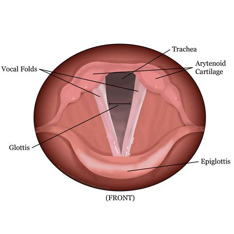 Diagram Of Vocal Cords