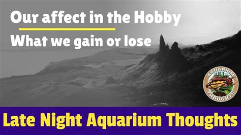Our Effect In Fishkeeping Late Night Aquarium Thoughts Youtube