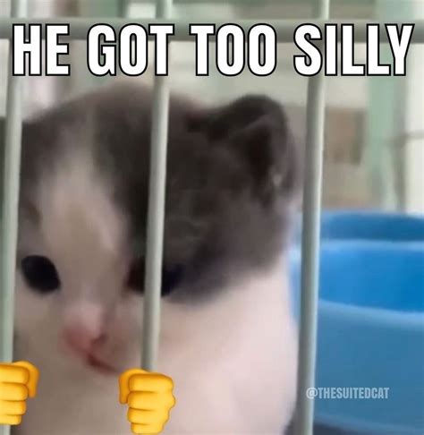 He Got Too Silly Silly Cats Know Your Meme