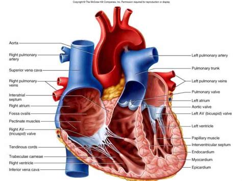 14 Heart Arteries Diagram Labeled Robhosking Diagram