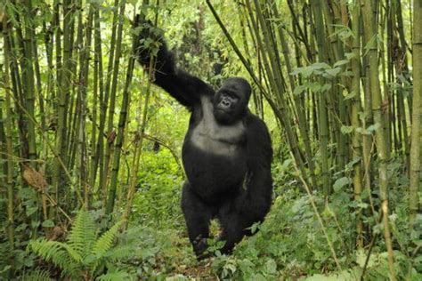 Cómo Es El Gorila Características Del Gorila