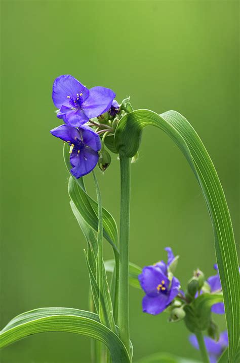 Is spiderwort poisonous to dogs? Ohio Spiderwort Photograph by Jim Zablotny