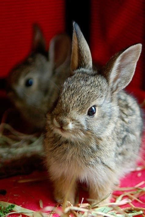 Cute Rabbits Pictures, Photos, and Images for Facebook, Tumblr