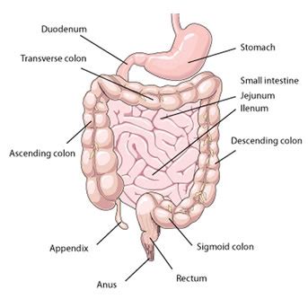 The only way the small intestine can fit into our the small intestine is where most digestion takes place. Sigmoid Colon - Function, Location and Related Conditions