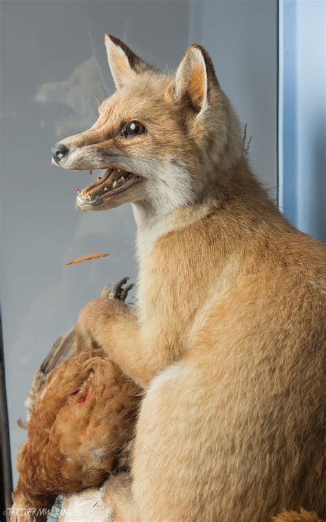 Taxidermy Fox Cub By James Hutchings Taxidermy Jungle