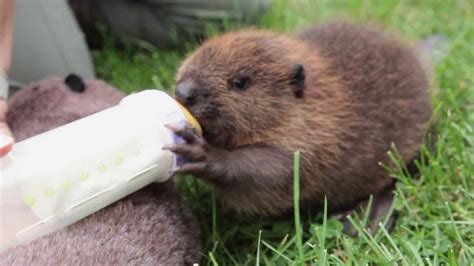 Orphaned Baby Beaver Drinks Bottle Of Beaver Forumla At