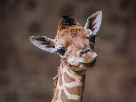 Its A Girl Chester Zoos New Baby Giraffe Has Been Named Shropshire