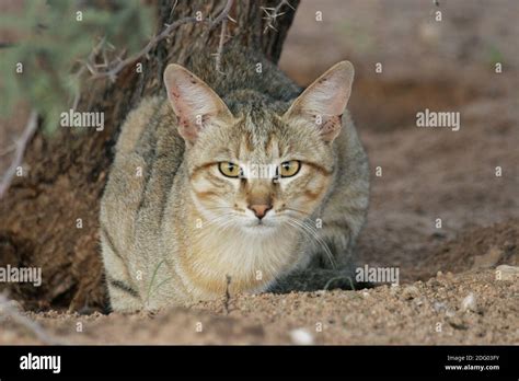 African Wildcat Felis Silvestris Lybica Immagini E Fotografie Stock Ad