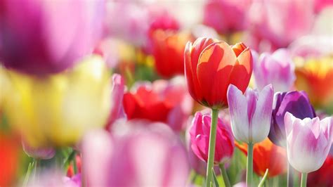 Spring Tulips Wallpaper 61 Images