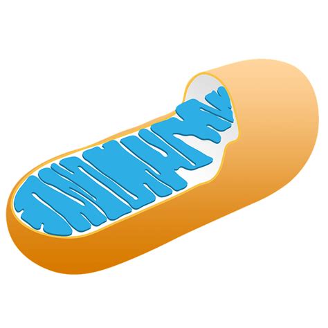 We did not find results for: Mitochondria Function: Plant And Animal Cells | Science Trends