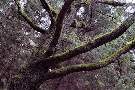 Large Moss Oak Branches Without Leaves In A Dark Autumn Forest Stock