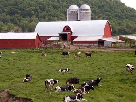 Wisconsin Lost Nearly Dairy Herds In Recent News