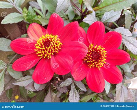 A Lovely Red And Yellow Dahlia Roxy Flower Stock Photo Image Of