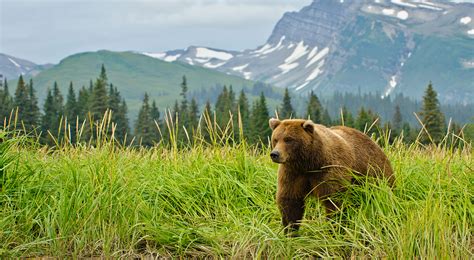 Brown Bear Hunting In Alaska Alaska Outdoors Supersite