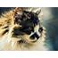 Fluffy Cat Wallpaper  Free HD Downloads