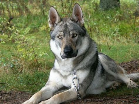 Siberian Husky German Shepherd Wolf Mix