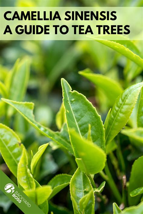 Camellia Sinensis The Ultimate Guide To Green Tea Plant Seeds