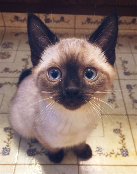 Seal Point Siamese Kitten Named Flannery After Author Flannery O