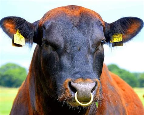 Vaca Con Piercing Nariz Vaca Piercing Icbf Sires Farmers Temperament