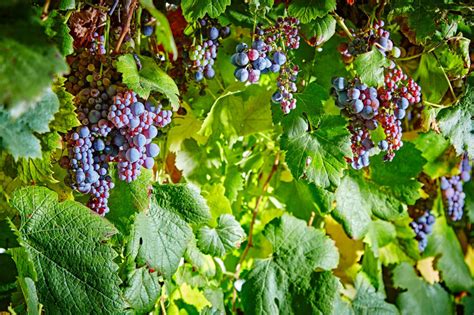 Paltrinieri lariserva lambrusco di sorbara игристое вино пальтриньери ларизерва ламбруско ди сорбара. Paltrinieri Lambrusco di Sorbara "Radice" 2018 (Tappo ...