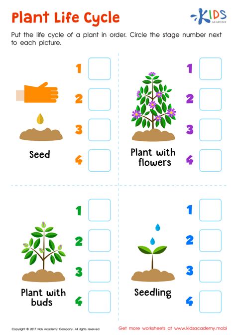 Plant Life Cycle Printable Free Worksheet Pdf For Kids