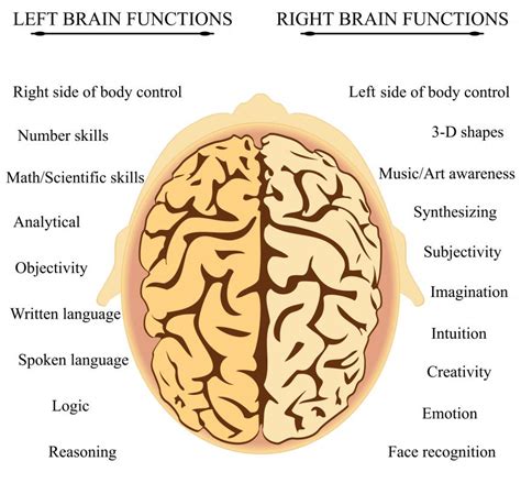 What Is The Right Frontal Lobe With Pictures