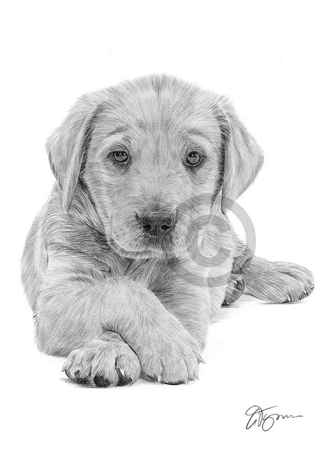 Learning how to draw dogs is fun and a great way to practice. LABRADOR PUPPY pencil drawing art print A4 size by UK ...
