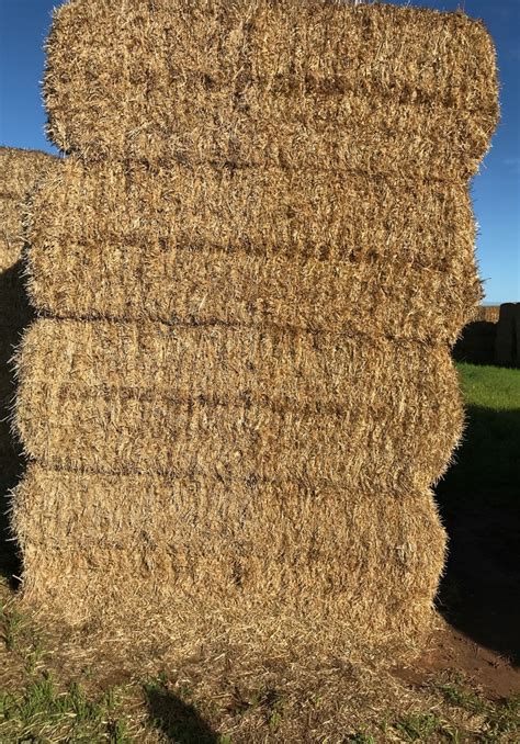 Barley Straw 8x4x3 64 X 470 Kg Approx Bales Hay And Fodder