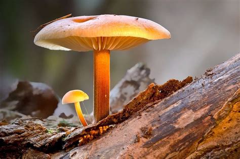 6 Most Common Magic Mushroom | Psilocybe Species