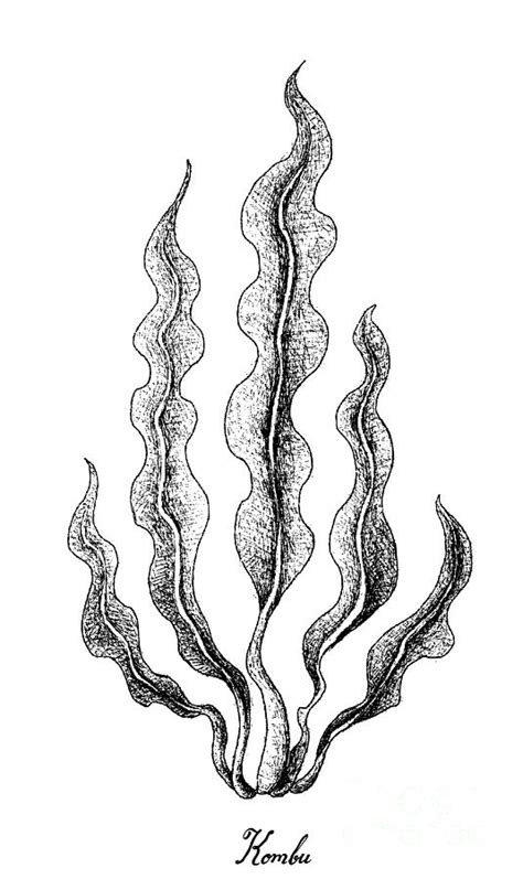 Drawing Of Kelp