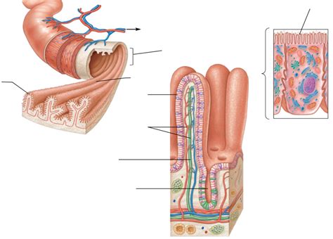 Structure Microvilli And Villi Diagram Quizlet