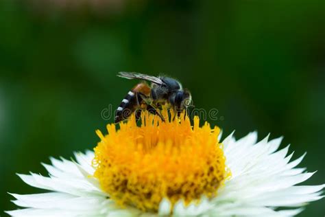 Bee On White Flower Stock Image Image Of Sprout Environment 87646701