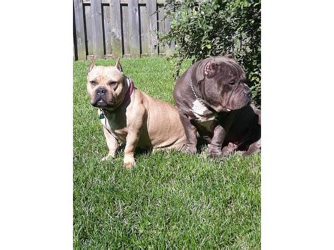 The website and database is intended for the community of american pit bull terrier lovers and dog breeders worldwide who we. Blue and Fawn American Bully Champion Bloodline puppies in ...